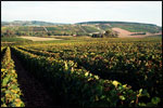 Vineyard, France, grape vines