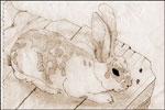 Drawing of Brownie the bunny