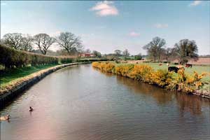 Narrowboat. Shropshire Pasture