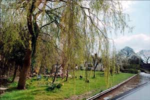 Narrowboat. A canalside willow lends its grace to the scenic parade.