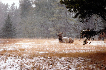 Elk in snow, Banff, Canada