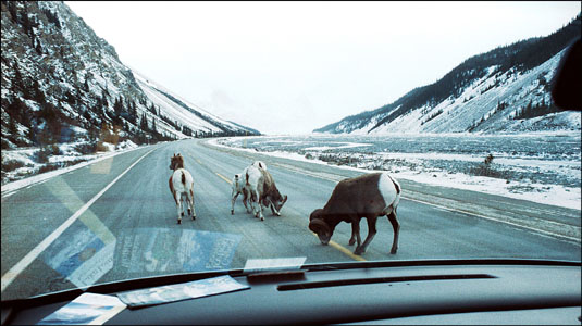 Banff Canada Mountain Sheep