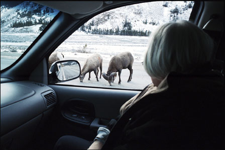 Banff Canada Mountain Sheep