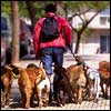 Dog-Walker