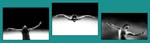 Triptych Two Gull