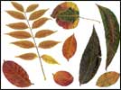 Leaves