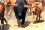 Longhorn bull