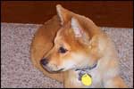 Shiba Inu