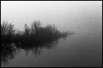 Rushes in fog