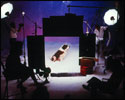 St. Bernard dog on photography set
