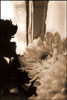 Black and white image of Flowers