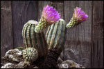 Cactus blossoms