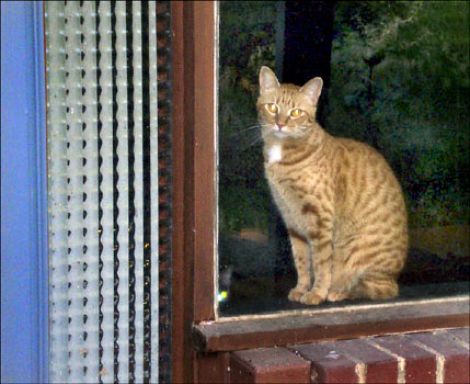 Willie's cat, Peekaboo.