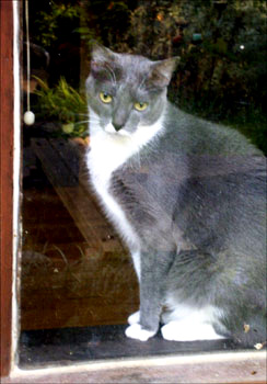 Willie's cat Elvis