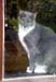 002Cat2