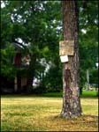 Tree-with-basket