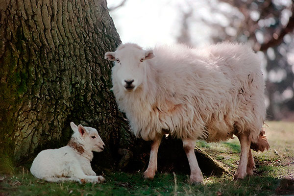 Newborn lamb with mother
