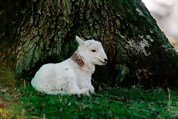 Closeup of lambkin.
