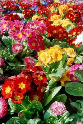 Wrexham flowers