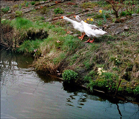 Narrowboat. Territorial geese.