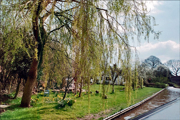 Narrowboat. A canalside willow lends its grace to the scenic parade.