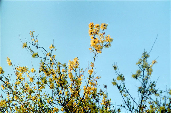 Ellsemere blossoms