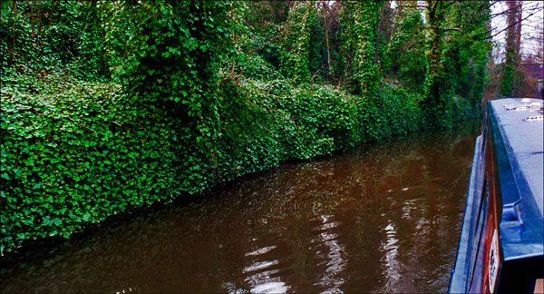 Narrowboat. Ivy on canal embankment