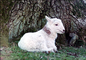Closeup of lambkin.