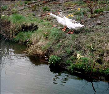Narrowboat. Territorial geese.