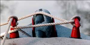 Narrowboat, frost on ropes