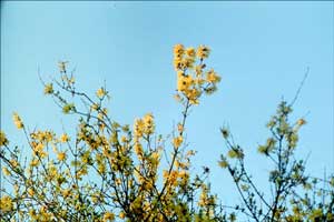 Ellsemere blossoms