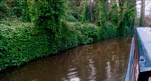 Narrowboat. Ivy on canal embankment