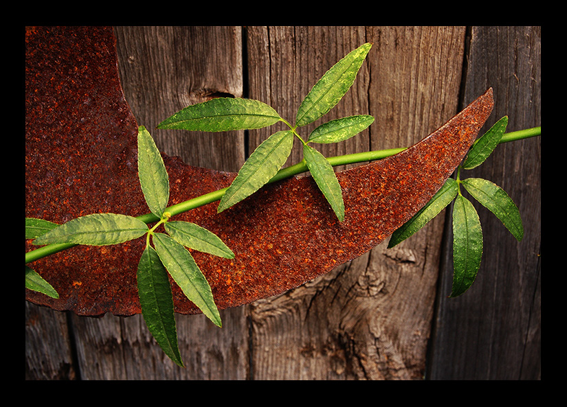 LeavesAndRust