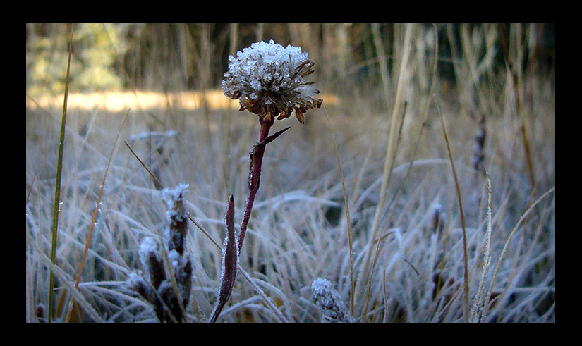 MeadowFrost