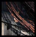 BarbedWire
