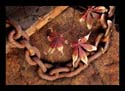 ChainedFlower
