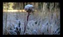 MeadowFrost