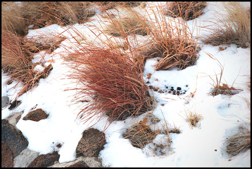 The Capulin Volcano has beautiful vegetation inside and out