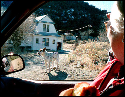 Trinidad, CO.  This dog did his duty and reminded us that we were strangers there.